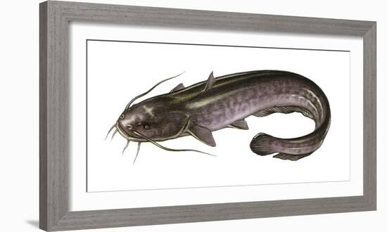 Illustration, European Catfish, Silurus Glanis, Not Freely for Book-Industry, Series-Carl-Werner Schmidt-Luchs-Framed Photographic Print