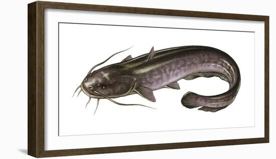 Illustration, European Catfish, Silurus Glanis, Not Freely for Book-Industry, Series-Carl-Werner Schmidt-Luchs-Framed Photographic Print