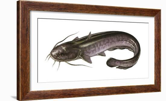 Illustration, European Catfish, Silurus Glanis, Not Freely for Book-Industry, Series-Carl-Werner Schmidt-Luchs-Framed Photographic Print