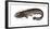 Illustration, European Catfish, Silurus Glanis, Not Freely for Book-Industry, Series-Carl-Werner Schmidt-Luchs-Framed Photographic Print