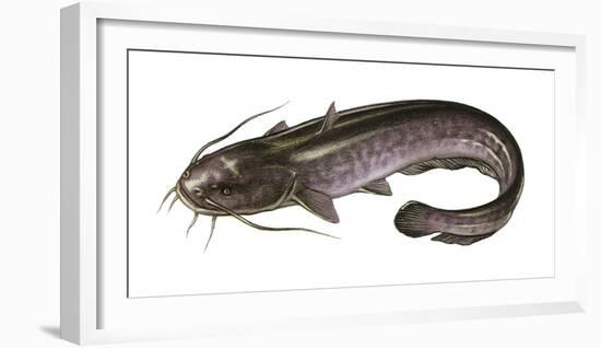 Illustration, European Catfish, Silurus Glanis, Not Freely for Book-Industry, Series-Carl-Werner Schmidt-Luchs-Framed Photographic Print