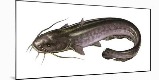 Illustration, European Catfish, Silurus Glanis, Not Freely for Book-Industry, Series-Carl-Werner Schmidt-Luchs-Mounted Photographic Print