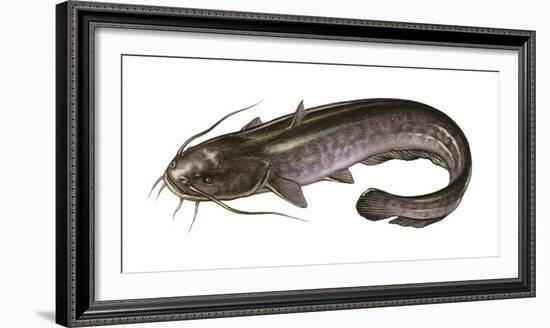 Illustration, European Catfish, Silurus Glanis, Not Freely for Book-Industry, Series-Carl-Werner Schmidt-Luchs-Framed Photographic Print