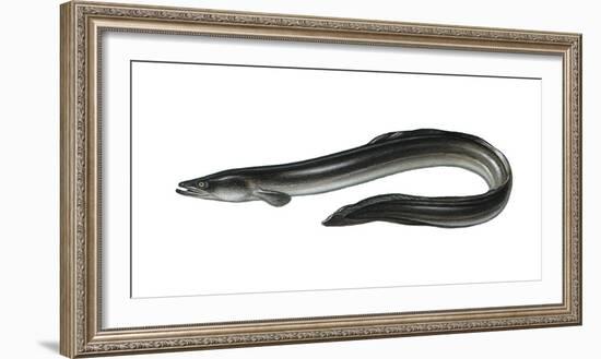 Illustration, European Eel, Anguilla Anguilla, Not Freely for Book-Industry, Series-Carl-Werner Schmidt-Luchs-Framed Photographic Print