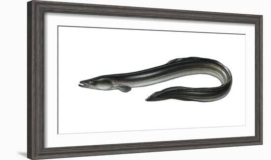 Illustration, European Eel, Anguilla Anguilla, Not Freely for Book-Industry, Series-Carl-Werner Schmidt-Luchs-Framed Photographic Print