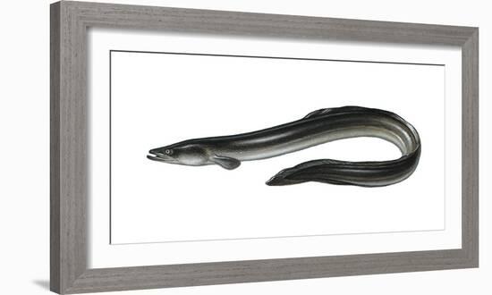 Illustration, European Eel, Anguilla Anguilla, Not Freely for Book-Industry, Series-Carl-Werner Schmidt-Luchs-Framed Photographic Print