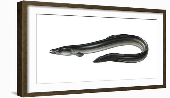 Illustration, European Eel, Anguilla Anguilla, Not Freely for Book-Industry, Series-Carl-Werner Schmidt-Luchs-Framed Photographic Print