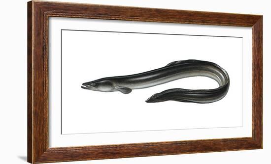 Illustration, European Eel, Anguilla Anguilla, Not Freely for Book-Industry, Series-Carl-Werner Schmidt-Luchs-Framed Photographic Print