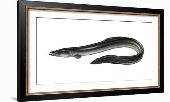 Illustration, European Eel, Anguilla Anguilla, Not Freely for Book-Industry, Series-Carl-Werner Schmidt-Luchs-Framed Photographic Print