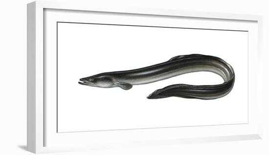 Illustration, European Eel, Anguilla Anguilla, Not Freely for Book-Industry, Series-Carl-Werner Schmidt-Luchs-Framed Photographic Print