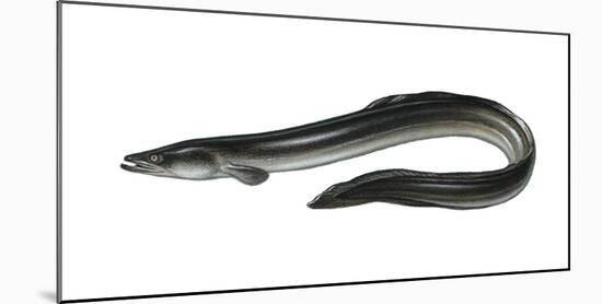 Illustration, European Eel, Anguilla Anguilla, Not Freely for Book-Industry, Series-Carl-Werner Schmidt-Luchs-Mounted Photographic Print