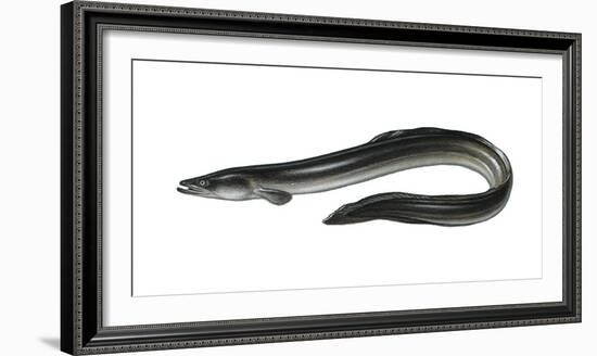 Illustration, European Eel, Anguilla Anguilla, Not Freely for Book-Industry, Series-Carl-Werner Schmidt-Luchs-Framed Photographic Print