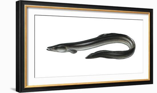 Illustration, European Eel, Anguilla Anguilla, Not Freely for Book-Industry, Series-Carl-Werner Schmidt-Luchs-Framed Photographic Print