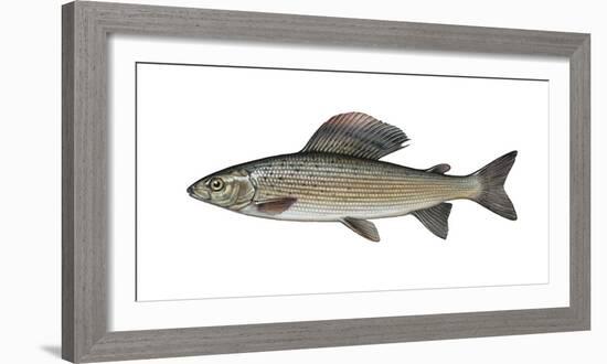 Illustration, European Grayling, Thymallus Thymallus, Not Freely for Book-Industry, Series-Carl-Werner Schmidt-Luchs-Framed Photographic Print