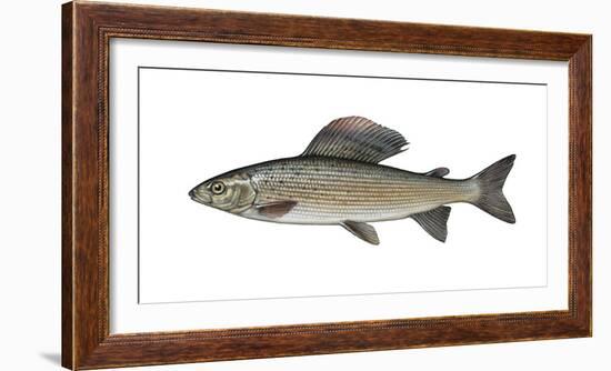 Illustration, European Grayling, Thymallus Thymallus, Not Freely for Book-Industry, Series-Carl-Werner Schmidt-Luchs-Framed Photographic Print