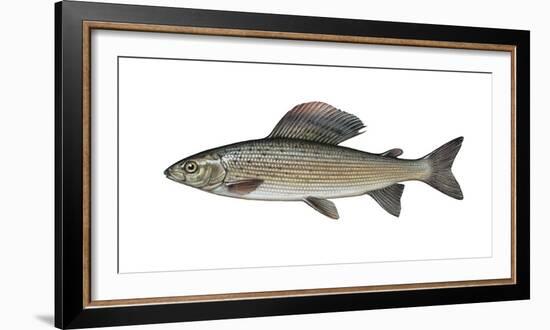 Illustration, European Grayling, Thymallus Thymallus, Not Freely for Book-Industry, Series-Carl-Werner Schmidt-Luchs-Framed Photographic Print