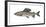 Illustration, European Grayling, Thymallus Thymallus, Not Freely for Book-Industry, Series-Carl-Werner Schmidt-Luchs-Framed Photographic Print