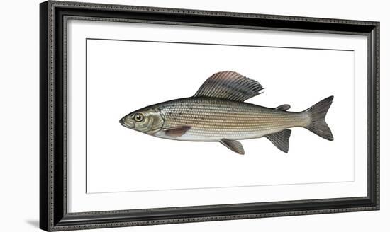 Illustration, European Grayling, Thymallus Thymallus, Not Freely for Book-Industry, Series-Carl-Werner Schmidt-Luchs-Framed Photographic Print