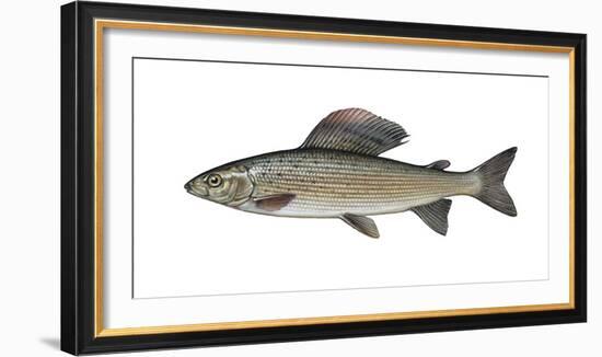 Illustration, European Grayling, Thymallus Thymallus, Not Freely for Book-Industry, Series-Carl-Werner Schmidt-Luchs-Framed Photographic Print