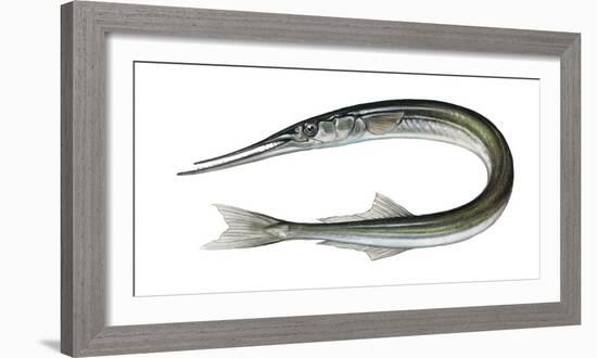 Illustration, European Horn-Pike, Belone Belone, Not Freely for Book-Industry, Series-Carl-Werner Schmidt-Luchs-Framed Photographic Print