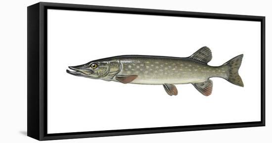 Illustration, European Pike, Esox Lucius, Not Freely for Book-Industry, Series-Carl-Werner Schmidt-Luchs-Framed Premier Image Canvas