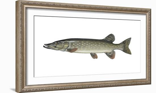 Illustration, European Pike, Esox Lucius, Not Freely for Book-Industry, Series-Carl-Werner Schmidt-Luchs-Framed Photographic Print