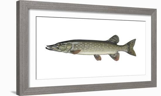 Illustration, European Pike, Esox Lucius, Not Freely for Book-Industry, Series-Carl-Werner Schmidt-Luchs-Framed Photographic Print