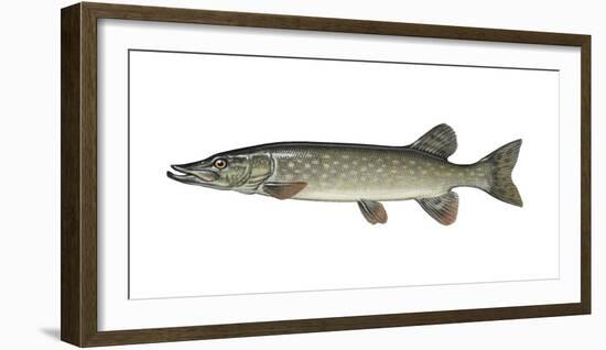 Illustration, European Pike, Esox Lucius, Not Freely for Book-Industry, Series-Carl-Werner Schmidt-Luchs-Framed Photographic Print