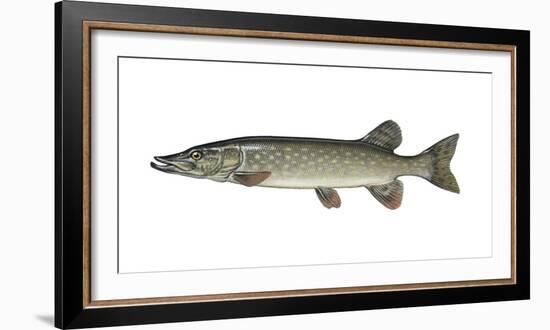 Illustration, European Pike, Esox Lucius, Not Freely for Book-Industry, Series-Carl-Werner Schmidt-Luchs-Framed Photographic Print