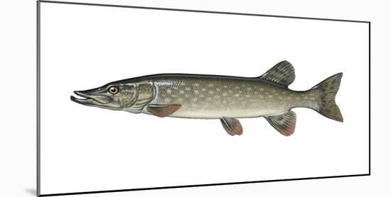 Illustration, European Pike, Esox Lucius, Not Freely for Book-Industry, Series-Carl-Werner Schmidt-Luchs-Mounted Photographic Print