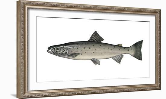 Illustration, European Salmon, Salmon Salar, Not Freely for Book-Industry, Series-Carl-Werner Schmidt-Luchs-Framed Photographic Print