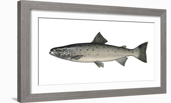 Illustration, European Salmon, Salmon Salar, Not Freely for Book-Industry, Series-Carl-Werner Schmidt-Luchs-Framed Photographic Print