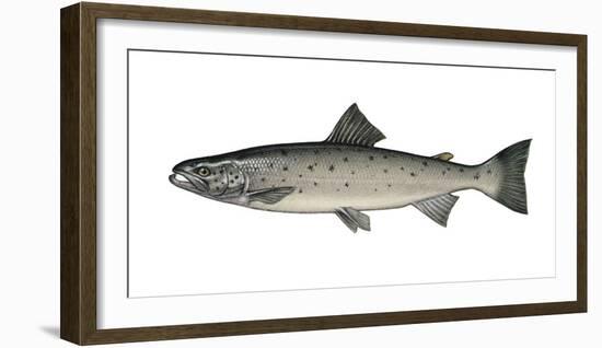 Illustration, European Salmon, Salmon Salar, Not Freely for Book-Industry, Series-Carl-Werner Schmidt-Luchs-Framed Photographic Print