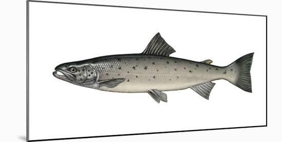 Illustration, European Salmon, Salmon Salar, Not Freely for Book-Industry, Series-Carl-Werner Schmidt-Luchs-Mounted Photographic Print