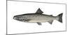 Illustration, European Salmon, Salmon Salar, Not Freely for Book-Industry, Series-Carl-Werner Schmidt-Luchs-Mounted Photographic Print