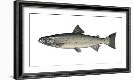 Illustration, European Salmon, Salmon Salar, Not Freely for Book-Industry, Series-Carl-Werner Schmidt-Luchs-Framed Photographic Print