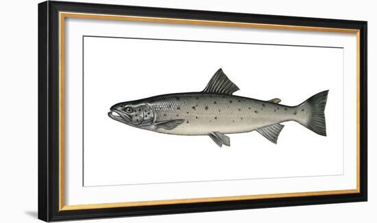 Illustration, European Salmon, Salmon Salar, Not Freely for Book-Industry, Series-Carl-Werner Schmidt-Luchs-Framed Photographic Print