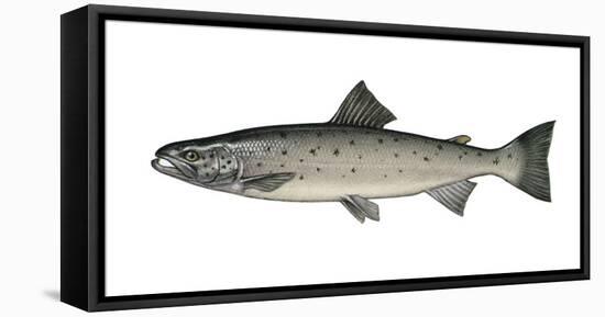 Illustration, European Salmon, Salmon Salar, Not Freely for Book-Industry, Series-Carl-Werner Schmidt-Luchs-Framed Premier Image Canvas