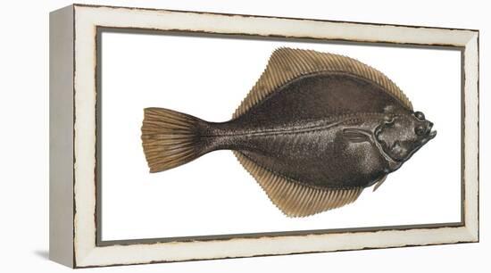 Illustration, Flounder, Platichthys Flesus, Not Freely for Book-Industry, Series-Carl-Werner Schmidt-Luchs-Framed Premier Image Canvas