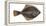 Illustration, Flounder, Platichthys Flesus, Not Freely for Book-Industry, Series-Carl-Werner Schmidt-Luchs-Framed Premier Image Canvas