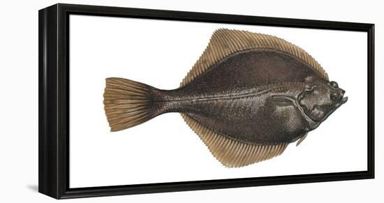 Illustration, Flounder, Platichthys Flesus, Not Freely for Book-Industry, Series-Carl-Werner Schmidt-Luchs-Framed Premier Image Canvas