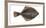 Illustration, Flounder, Platichthys Flesus, Not Freely for Book-Industry, Series-Carl-Werner Schmidt-Luchs-Framed Photographic Print