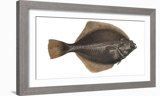 Illustration, Flounder, Platichthys Flesus, Not Freely for Book-Industry, Series-Carl-Werner Schmidt-Luchs-Framed Photographic Print