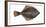 Illustration, Flounder, Platichthys Flesus, Not Freely for Book-Industry, Series-Carl-Werner Schmidt-Luchs-Framed Photographic Print