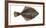 Illustration, Flounder, Platichthys Flesus, Not Freely for Book-Industry, Series-Carl-Werner Schmidt-Luchs-Framed Photographic Print