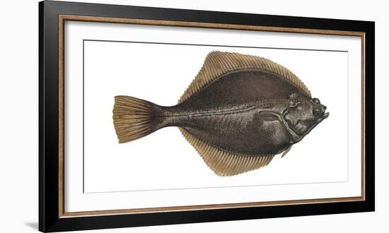 Illustration, Flounder, Platichthys Flesus, Not Freely for Book-Industry, Series-Carl-Werner Schmidt-Luchs-Framed Photographic Print