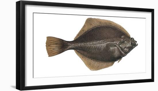 Illustration, Flounder, Platichthys Flesus, Not Freely for Book-Industry, Series-Carl-Werner Schmidt-Luchs-Framed Photographic Print