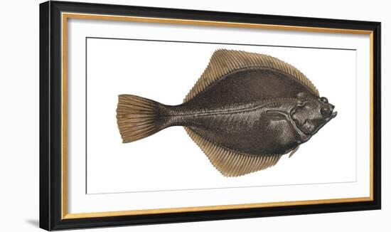 Illustration, Flounder, Platichthys Flesus, Not Freely for Book-Industry, Series-Carl-Werner Schmidt-Luchs-Framed Photographic Print