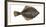 Illustration, Flounder, Platichthys Flesus, Not Freely for Book-Industry, Series-Carl-Werner Schmidt-Luchs-Framed Photographic Print