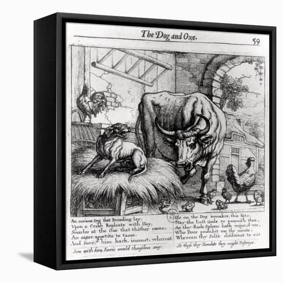 Illustration for "The Dog and the Ox", from Aesop's Fables, 1666-Francis Barlow-Framed Premier Image Canvas